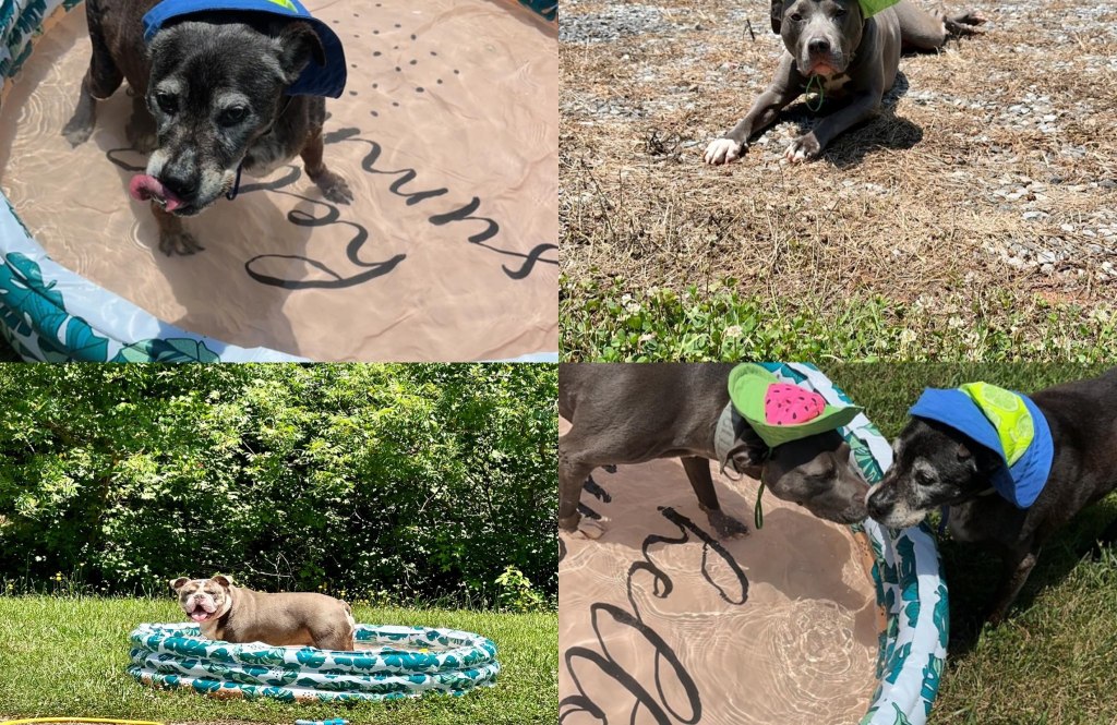 Fashion for Fur&nbsp;Babies